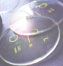 Progressive Lenses