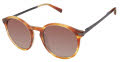 Ted Baker TMS094 Horn Amber (HRN) Sunglasses - Color Image