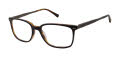 Ted Baker TM003 Black Tortoise (BLK) Eyeglasses - Color Image